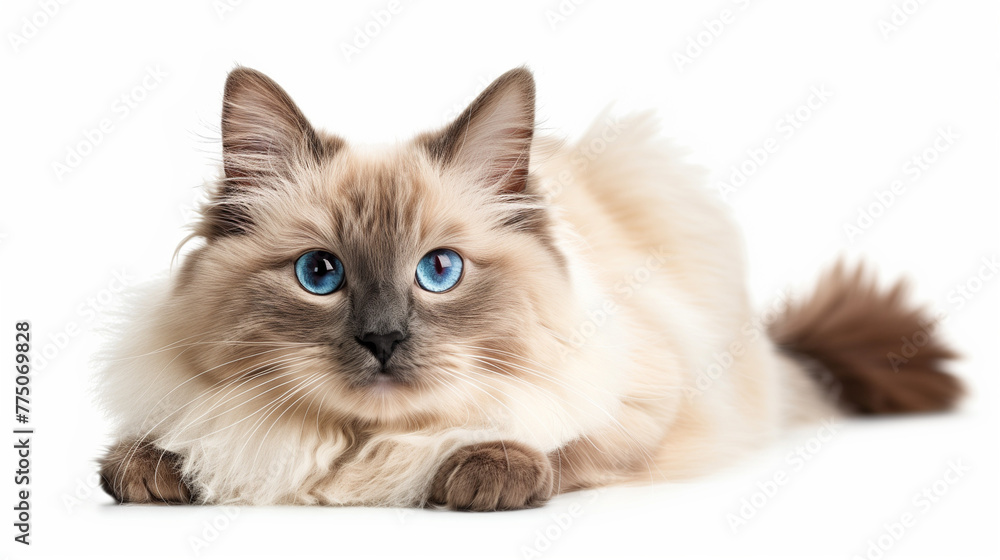 Obraz premium british kitten