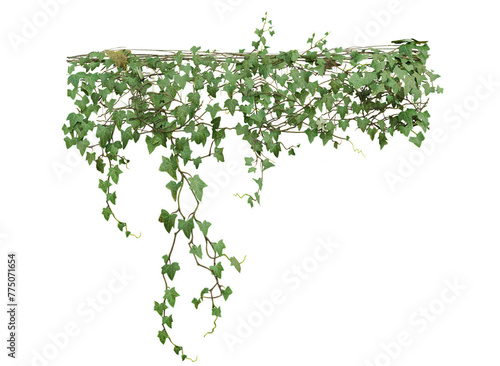 3d rendered green ivy isolated on transparent background 