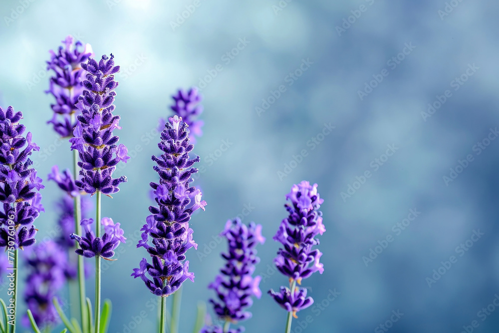 Obraz premium Beautiful lavender flowers on a vibrant blue background with copy space for text, perfect for summer design projects
