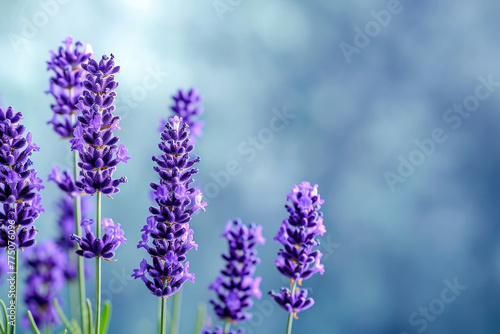 Beautiful lavender flowers on a vibrant blue background with copy space for text, perfect for summer design projects