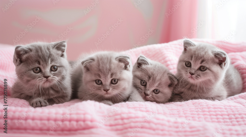 Four kittens laying down on a pink blanket Four kittens laying down on a pink blanket