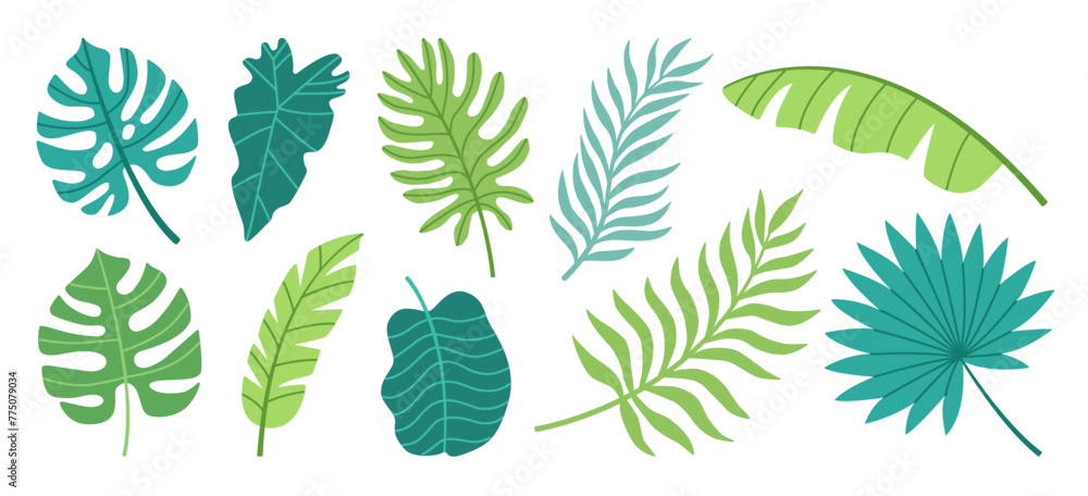 Set of tropical leaves. Palm, banana leaf, monstera, alchemy. Flat vector illustration.