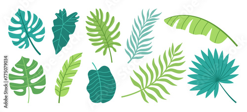 Set of tropical leaves. Palm, banana leaf, monstera, alchemy. Flat vector illustration.