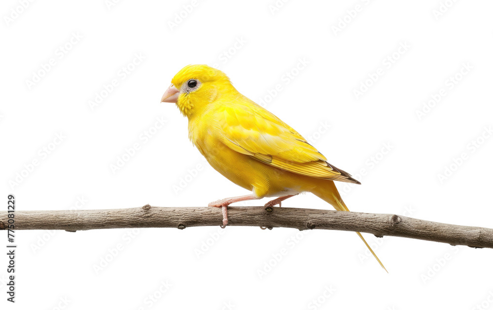 Fototapeta premium Branch Harmony: Canary's Roost isolated on transparent Background