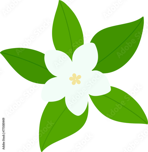 jasmine flower cartoon illustration