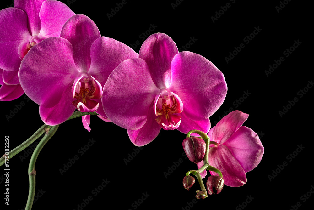 Obraz premium Beautiful pink orchid isolated on a black background.