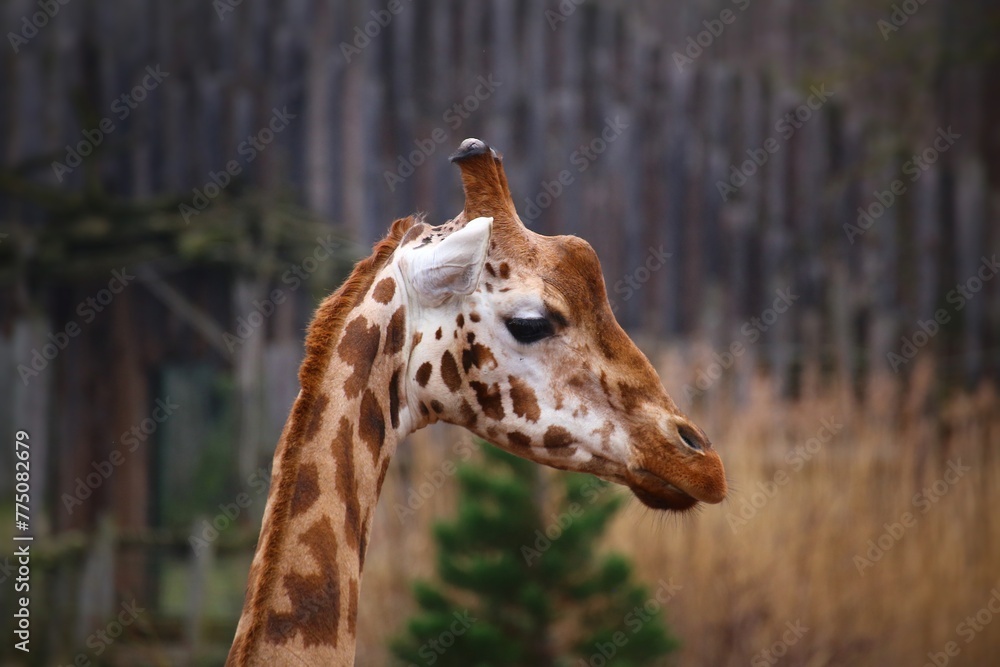 Side view of northern Giraffe (Giraffa camelopardalis) Side view of northern Giraffe (Giraffa camelopardalis)