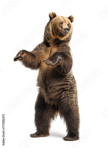Standing brown bear on white background