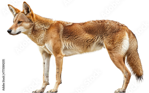 The Fascinating World of Dingo Creatures isolated on transparent Background © aneeb