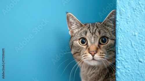 A cute cat peeks out from behind a corner on a blue background, with copy space © MINHO