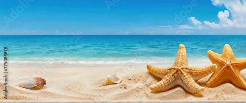 shells and starfish on sea beach