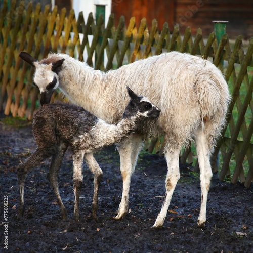 Llama (Lama glama) mother and baby grooming