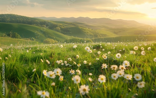 A stunning field of blooming white daisies stretches out against a backdrop of rolling green hills  basking in the soft  warm glow of the setting sun.
