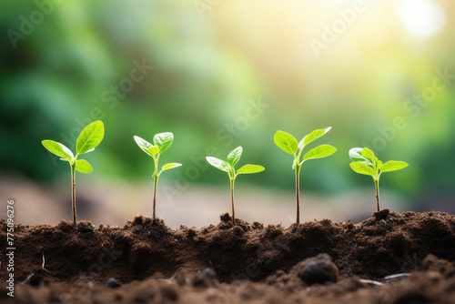 Growth Trees concept Coffee bean seedlings nature background Beautiful green