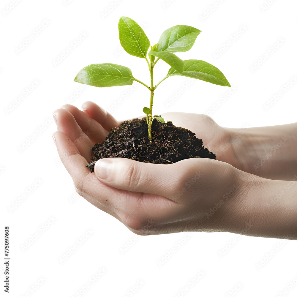 Hands Holding a Seedling: A Commitment to Planting and Protecting Trees on Earth Day, Isolated on Transparent Background, PNG Hands Holding a Seedling: A Commitment to Planting and Protecting Trees on Earth Day, Isolated on Transparent Background, PNG