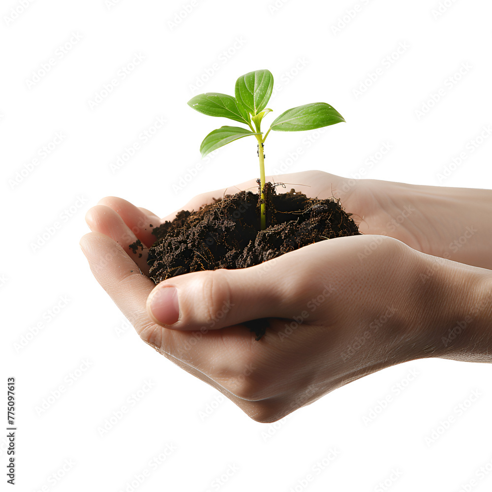 On Earth Day: Hands Planting a Seedling and Ensuring Tree Protection, Isolated on Transparent Background, PNG On Earth Day: Hands Planting a Seedling and Ensuring Tree Protection, Isolated on Transparent Background, PNG