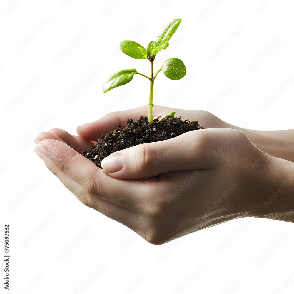 For Earth Day: Hands Holding a Seedling, Symbolizing the Planting and Protection of Trees, Isolated on Transparent Background, PNG For Earth Day: Hands Holding a Seedling, Symbolizing the Planting and Protection of Trees, Isolated on Transparent Background, PNG