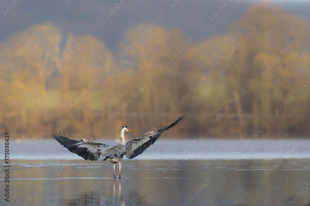 Fototapeta premium Grey Heron on a hunt