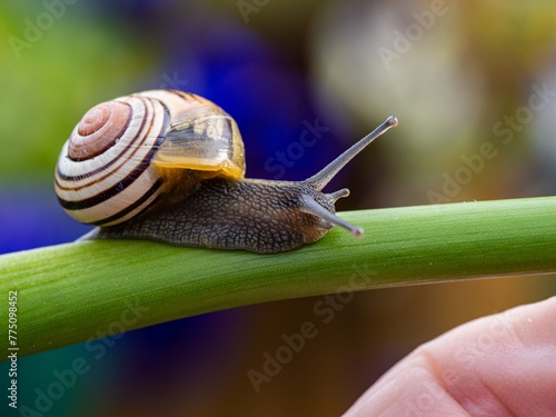 Big snail in shell crawling on road. Helix pomatia also Roman snail, Burgundy snail, edible snail or escargot. Close-up of a snail on a leaf, soft focus of Achatina snail