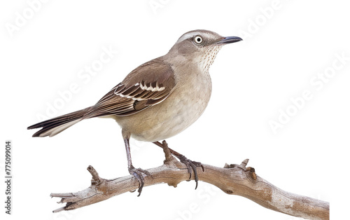 Woodland Melodies: The Mockingbird's Perch isolated on transparent Background © aneeb