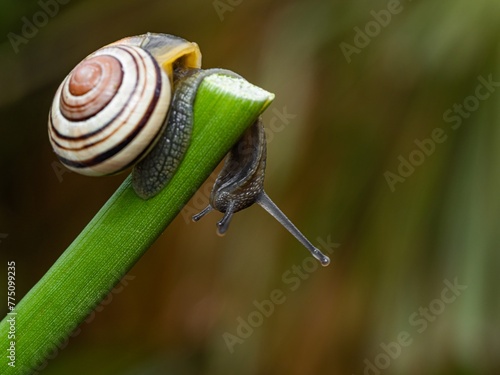 Big snail in shell crawling on road. Helix pomatia also Roman snail, Burgundy snail, edible snail or escargot. Close-up of a snail on a leaf, soft focus of Achatina snail