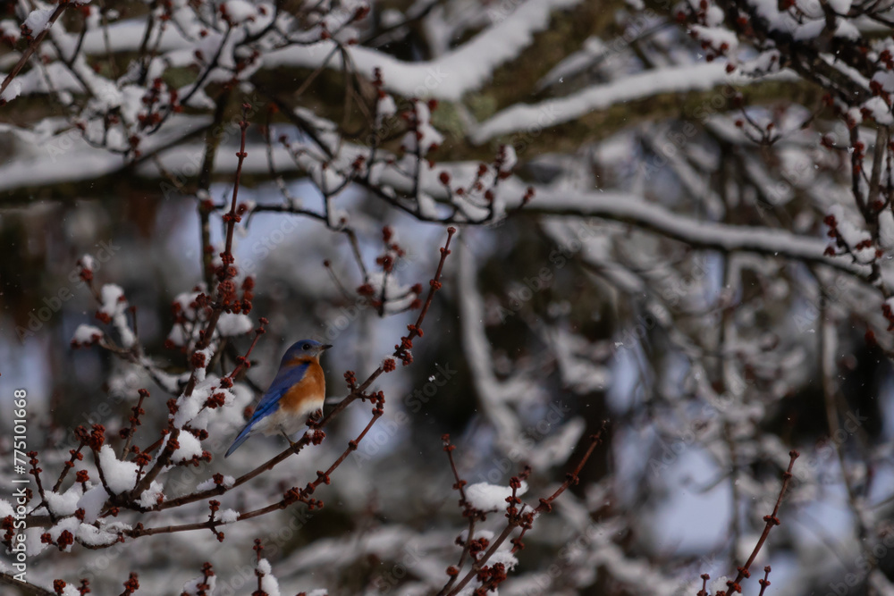 This beautiful bluebird sat perched in the branches of the tree. His bright blue colors standing out from the snow that is clinging to the limbs. The orange rusty belly with a cute little white patch. This beautiful bluebird sat perched in the branches of the tree. His bright blue colors standing out from the snow that is clinging to the limbs. The orange rusty belly with a cute little white patch.