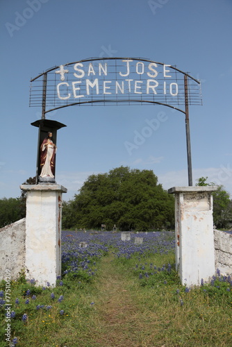 Cementery Bluebonnets