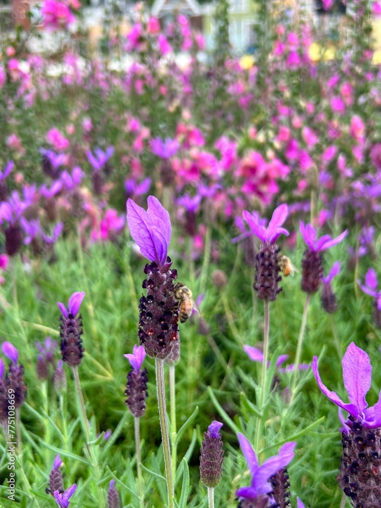 Fototapeta premium field of lavender