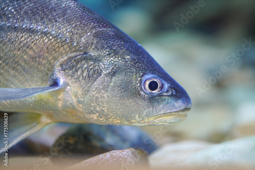 Boesemania croaker fish with silver skin, a local river fish in Thailand (In Thai is called horse fish). Fish underwater with eye focus. © Nattawit