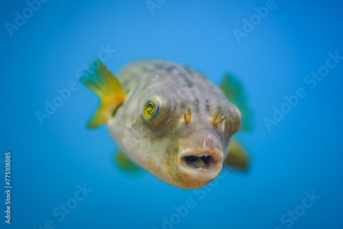 A cute puffer fish or globefish is swimming underwater. Fish portrait photo, close-up and selective focus.