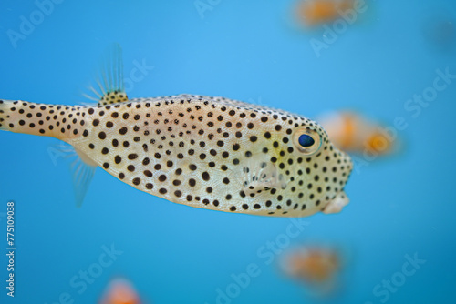 A cute puffer fish or globefish is swimming underwater. Fish portrait photo, close-up and selective focus.