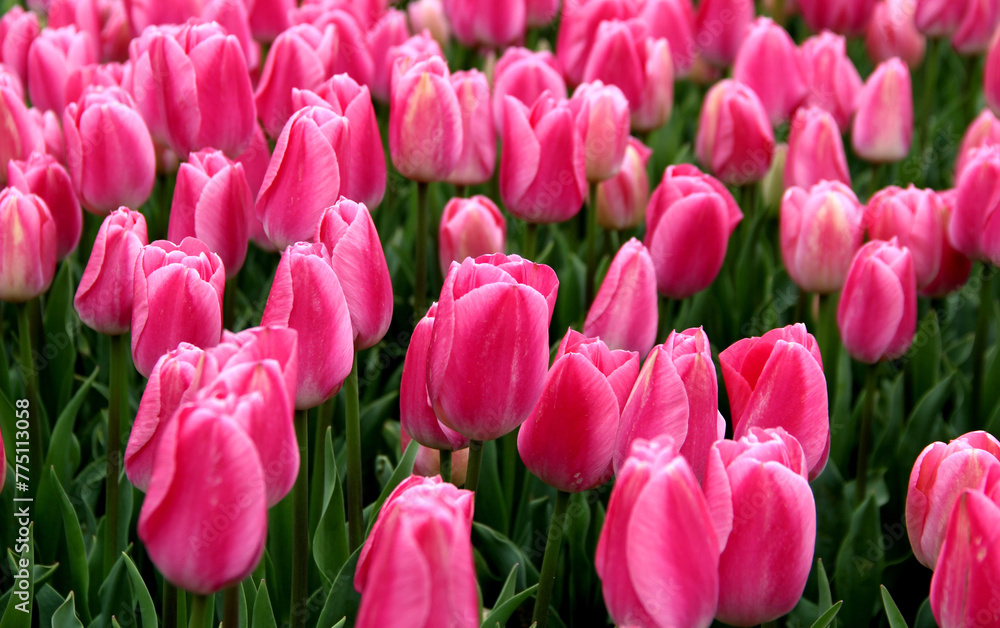 Field of thousands blooming pink tulips close-up at Emirgan Park during the annual Tulip Festival in Istanbul, Turkey Field of thousands blooming pink tulips close-up at Emirgan Park during the annual Tulip Festival in Istanbul, Turkey