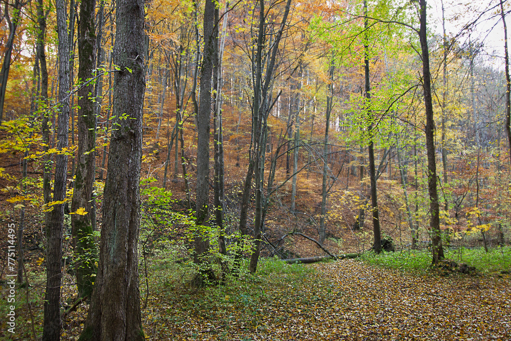 Fototapeta premium Autumn landscape golden autumn in the forest