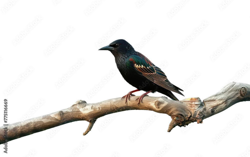 Woodland Starling Perched on a Branch isolated on transparent Background Woodland Starling Perched on a Branch isolated on transparent Background