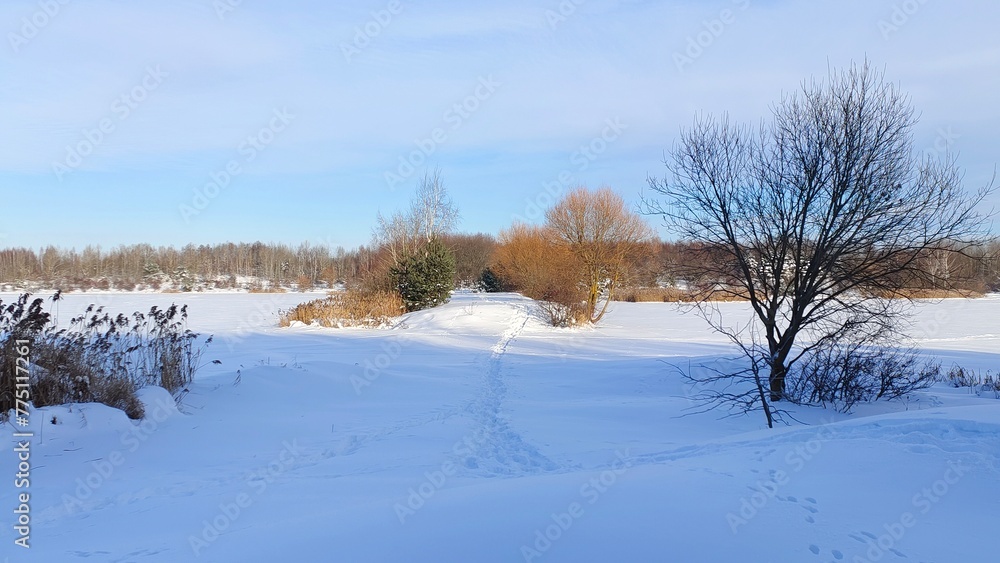 In winter, the lake is covered with ice and snow is laid on top. The reeds are in the ice. Pine, willow and birch trees grow on the shore, and there is a path in the snowdrifts. Sunny winter weather In winter, the lake is covered with ice and snow is laid on top. The reeds are in the ice. Pine, willow and birch trees grow on the shore, and there is a path in the snowdrifts. Sunny winter weather