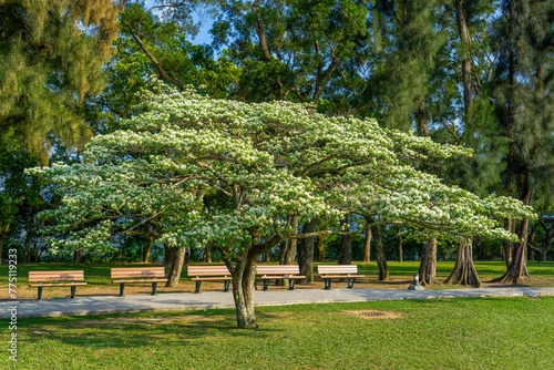 The white flowers of Chinese Fringe tree(Chionanthus retusus).