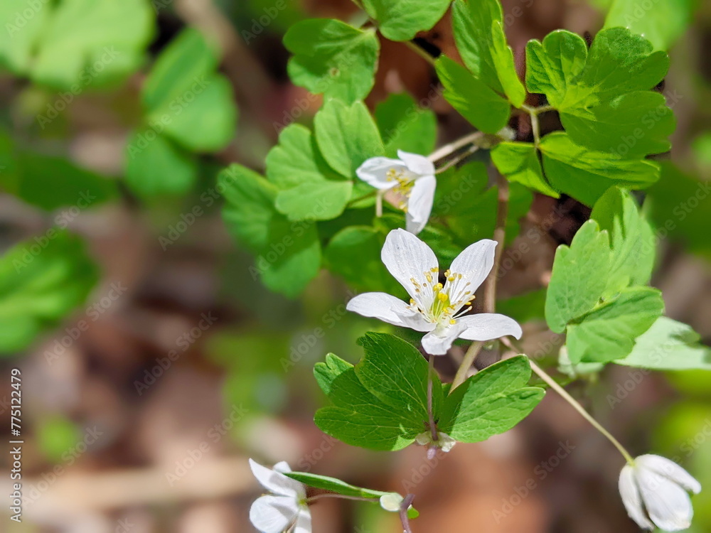 Spring in the wild in the forest is blooming Isopyrum thalictroides Spring in the wild in the forest is blooming Isopyrum thalictroides