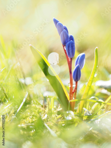 Colorful morning floral background with Scilla flower. Glare and bokeh from dew. Bright colorful colors. 