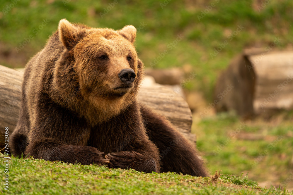 Brown bear lying down while resting. Before sunset. Portrait of a brown bear. Male. Green background, forest. Brown bear lying down while resting. Before sunset. Portrait of a brown bear. Male. Green background, forest.