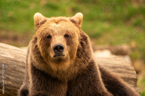 Brown bear lying down while resting. Before sunset. Portrait of a brown bear. Male. Green background, forest. © jirka