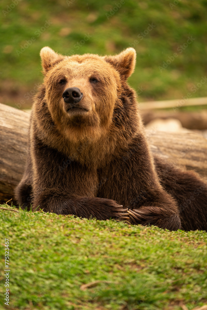 Brown bear lying down while resting. Before sunset. Portrait of a brown bear. Male. Green background, forest.