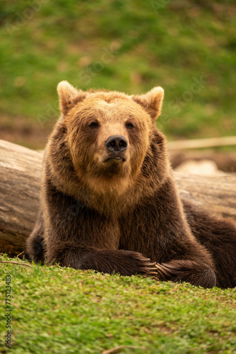 Brown bear lying down while resting. Before sunset. Portrait of a brown bear. Male. Green background, forest.