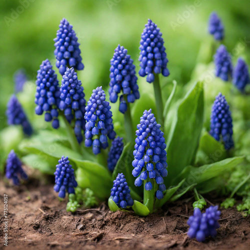 Natural Spring Grape Hyacinth Flower With Dreamy Green Foliage Background (ID: 775124057)