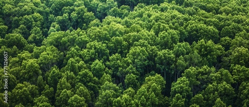 A high-altitude view of a lush forest, offering a uniform green texture for a natural summer backdrop with copy space