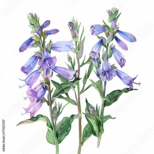 Botanical illustration of vibrant bluebell flowers, suitable for educational material, gardening guides, and floral designs. Isolated on white