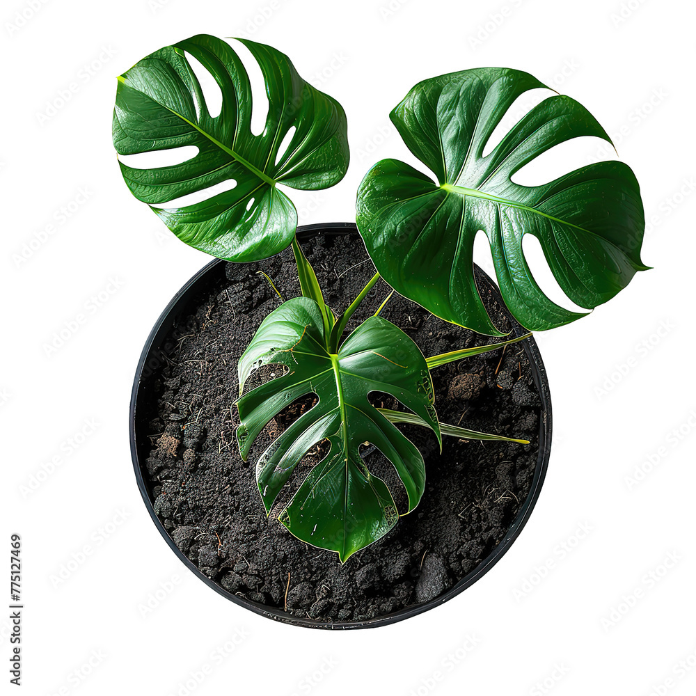 Monstera plant in pot on white background, perfect for adding a touch ...