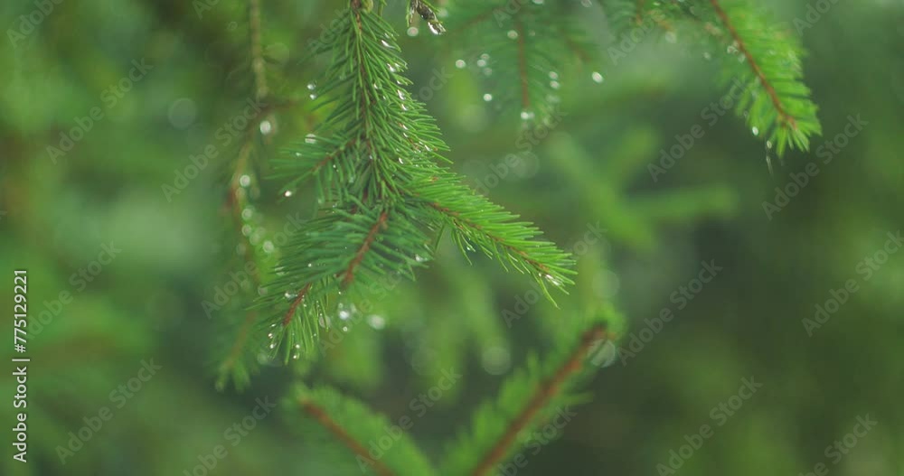 A close-up of raindrops on vibrant green pine needles during rainy weather. Celebrating the International Day of Forests. A close-up of raindrops on vibrant green pine needles during rainy weather. Celebrating the International Day of Forests.