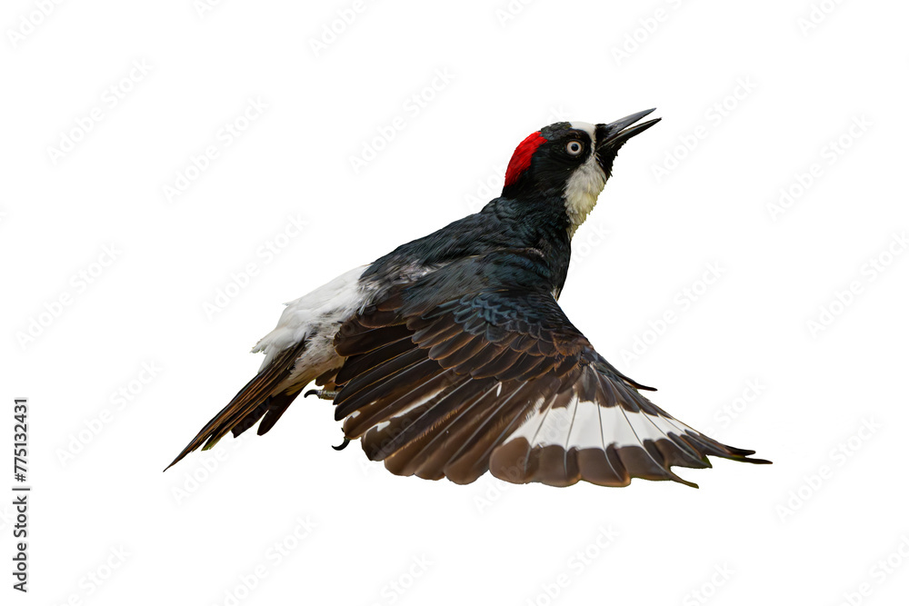 Acorn Woodpecker (Melanerpes formicivorus) Photo, in Flight on an