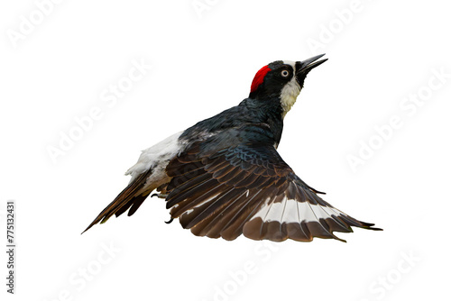 Acorn Woodpecker (Melanerpes formicivorus) Photo, in Flight on an Isolated Transparent PNG Background