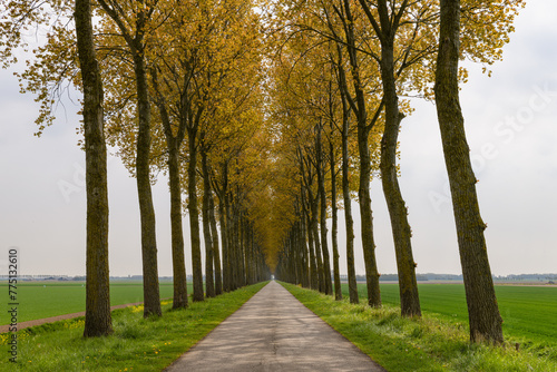 A small road on a dyke with trees on both sides leading into the distance on the island Goeree-Overflakkee in the Netherlands